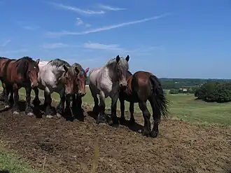 Brabantse trekpaarden op de Congoberg