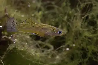 Gambusia hispaniolae