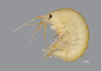 Gammarus desperatus