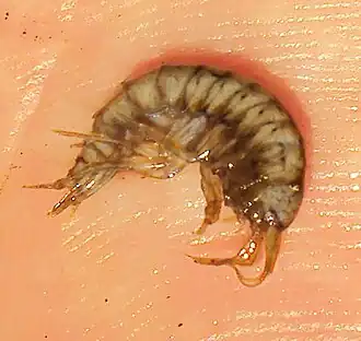 Gammarus fossarum