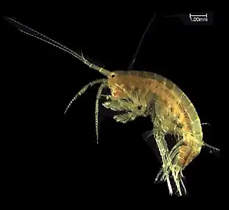 Gammarus nipponensis