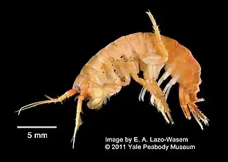 Gammarus oceanicus