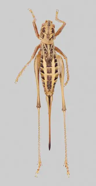 Gampsocleis acutipennis