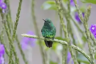 Tuinsmaragdkolibrie
