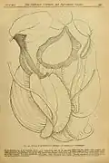 Vangbekers van Nepenthes rafflesiana, N. sanguinea en N. albomarginata in de editie van 20 april 1872