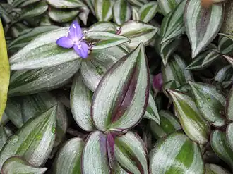 Tradescantia zebrina