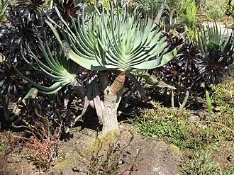 Aloe plicatilis