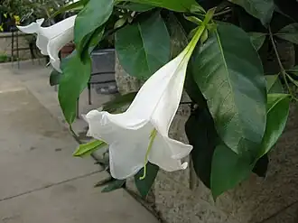 Portlandia (plantgeslacht)