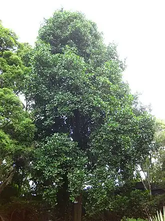 Corynocarpus laevigatus