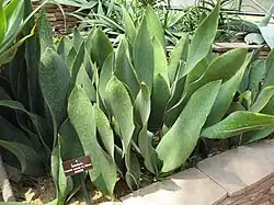 Sansevieria masoniana