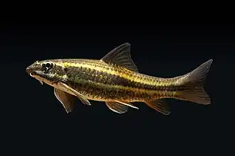 Foto van de Garra Kalakadensis