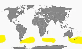 Grijsrugstormvogeltje