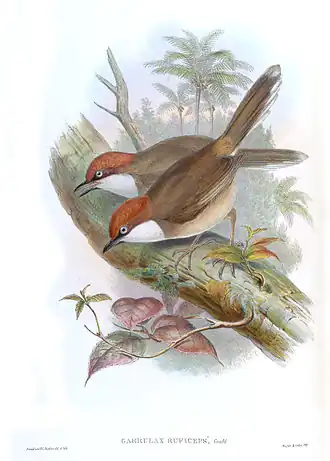 Roodkruinlijstergaai