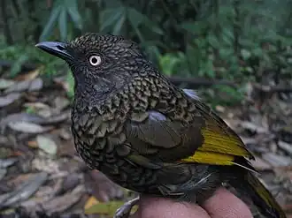 Goudvleugellijstergaai