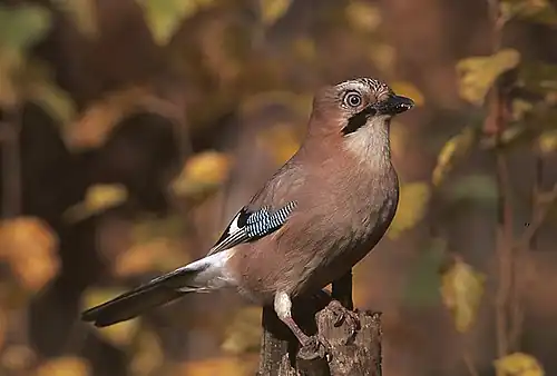 Garrulus glandarius glandarius