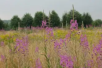 Kapvlakte met wilgenroosje