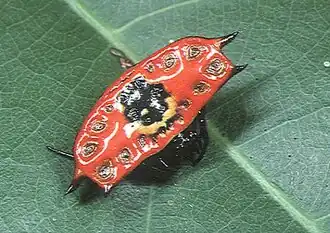 Gasteracantha quadrispinosa