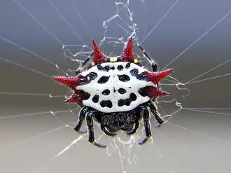 Gasteracantha cancriformis