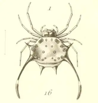 Gasteracantha clavigera
