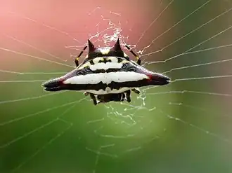 Gasteracantha geminata
