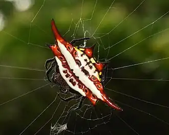 Gasteracantha milvoides