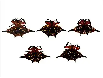 Gasteracantha rhomboidea