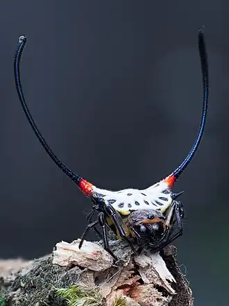 Gasteracantha sanguinea