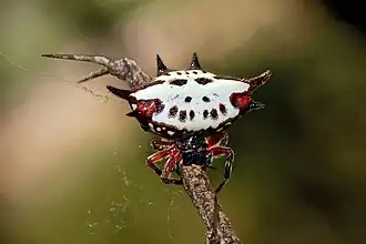 Gasteracantha sanguinolenta