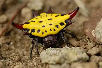 Gasteracantha sauteri