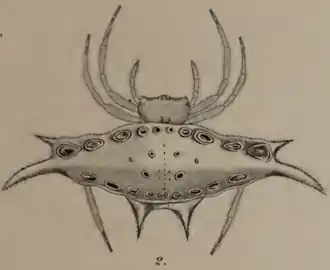 Gasteracantha westringi