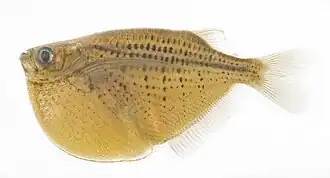 Gasteropelecus maculatus