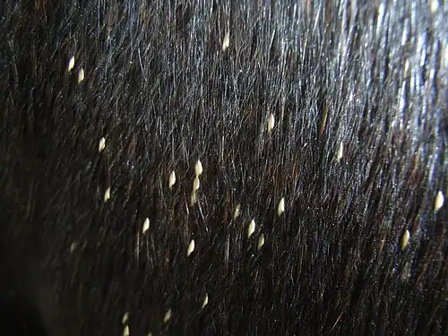 Eitjes Gasterophilus intestinalis op een paard