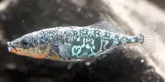 Gasterosteus microcephalus