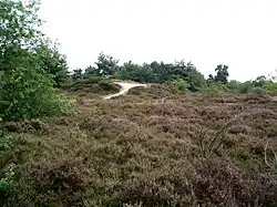Heide in bloei in de Gasterse Duinen