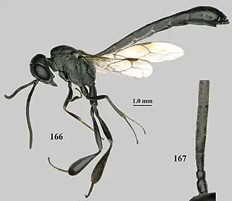 Gasteruption minutum