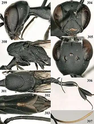 Gasteruption subtile