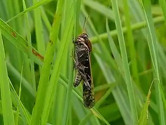 Gastrimargus africanus