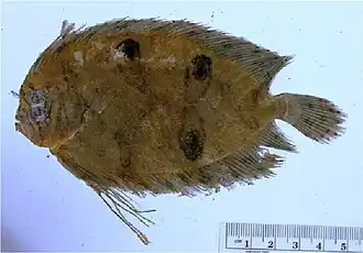 Gastropsetta frontalis