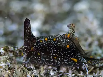 Gastropteron bicornutum