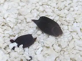 Gastropteron vespertilium