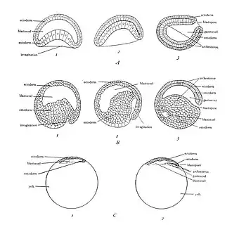 Gastrulatie en vorming van het entoderm in de drie soorten Chordadieren-embryo's. Alles weergegeven in de mediane sagittale doorsnede. A, lancetvisje (meroblastische, telolecithale, discoidale klieving); 1, begin van de instulping; 2, instulping voltooid; 3, voltooide gastrula met een wand van twee lagen, ectoderm en endoderm (entoderm), en een interne holte, de archenteron (gastrocoel). In A3, B3 en C2 bevindt het voorste uiteinde van het embryo zich aan de linkerkant, het achterste uiteinde aan de rechterkant, het dorsale oppervlak boven, de ventrale onderkant.
