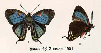 Atlides gaumeri