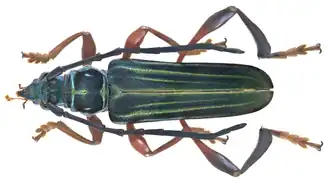Gauresthes malayanus