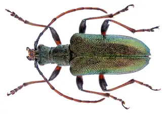 Gaurotes ussuriensis