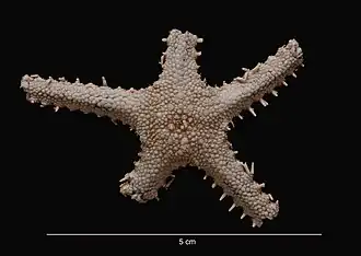 Gaussaster antarcticus