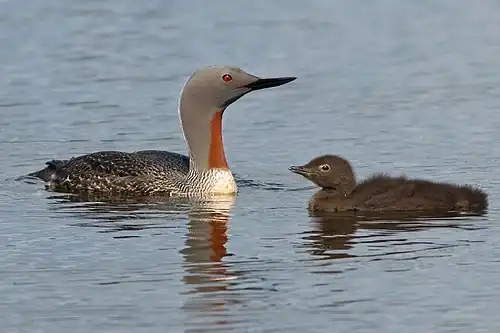 Een roodkeelduiker met juveniel in Ölfusá, IJsland.