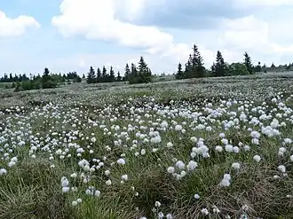 Nationaal natuurreservaat Tanet-Gazon du Faing