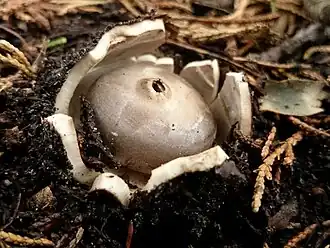 Geastrum coronatum