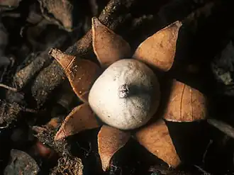 Geastrum floriforme