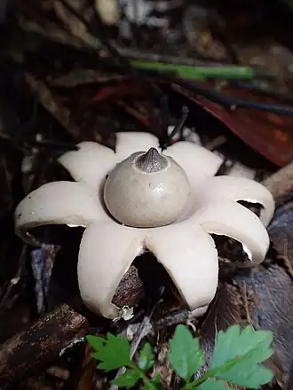 Geastrum lageniforme